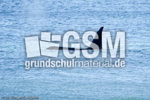 Orca (42 von 59).jpg